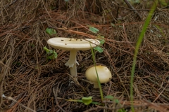 Amanita