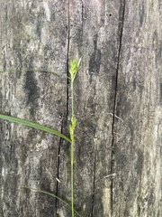 Carex corrugata
