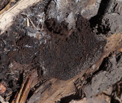 Symphytocarpus confluens