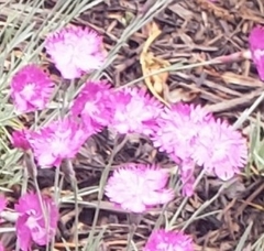Dianthus gratianopolitanus