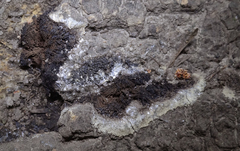 Symphytocarpus confluens