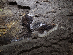 Symphytocarpus confluens