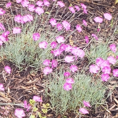 Dianthus gratianopolitanus