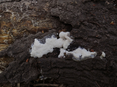 Symphytocarpus confluens