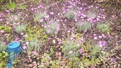 Dianthus gratianopolitanus