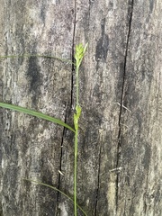 Carex corrugata