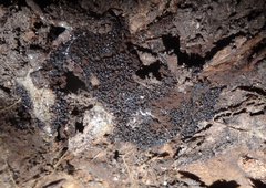 Symphytocarpus confluens