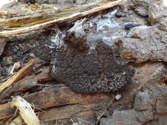 Symphytocarpus confluens