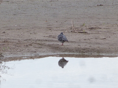 Columba livia domestica
