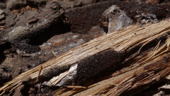 Symphytocarpus confluens