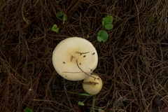 Amanita