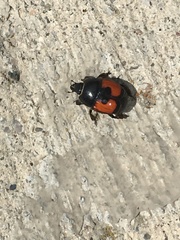 Spilodiscus instratus