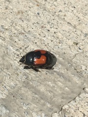 Spilodiscus instratus