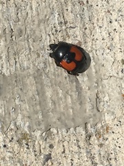 Spilodiscus instratus