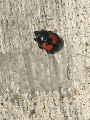 Spilodiscus instratus