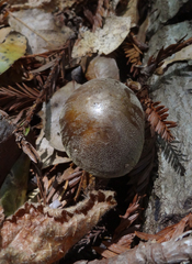 Pluteus leoninus