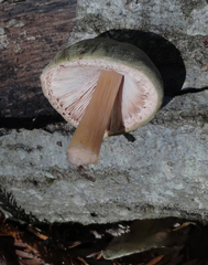 Pluteus leoninus