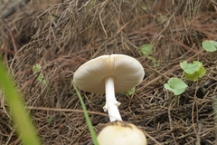 Amanita