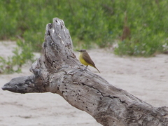 Machetornis rixosa