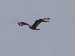 Caracara plancus