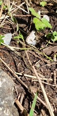 Celastrina asheri