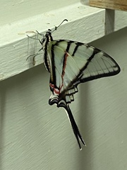 Protographium