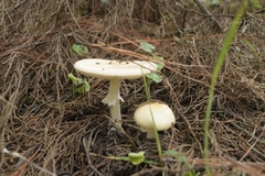 Amanita