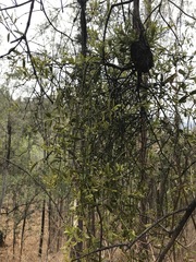 Phoradendron velutinum