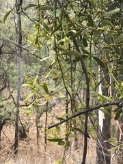 Phoradendron velutinum