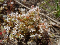 Sedum arenarium