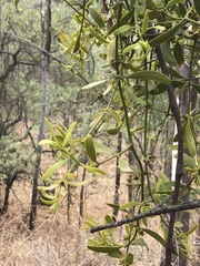 Phoradendron velutinum