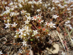 Sedum arenarium
