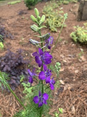 Delphinium ajacis