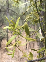 Phoradendron velutinum