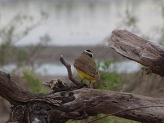 Pitangus sulphuratus