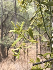 Phoradendron velutinum