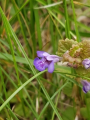 Glechoma hederacea