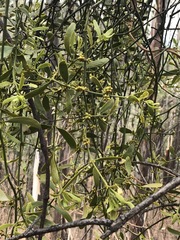 Phoradendron velutinum