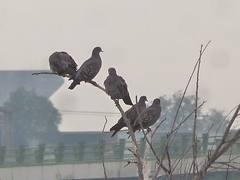 Patagioenas maculosa