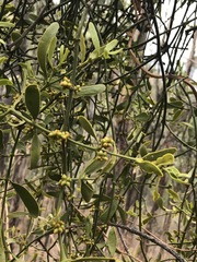 Phoradendron velutinum