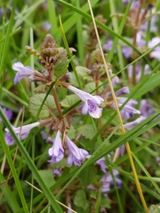 Glechoma hederacea