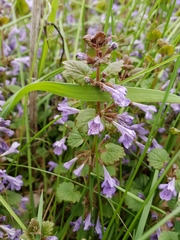 Glechoma hederacea