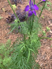 Delphinium ajacis