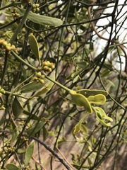 Phoradendron velutinum