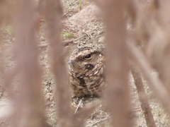 Hydropsalis torquata