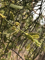 Phoradendron velutinum