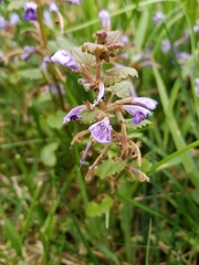 Glechoma hederacea