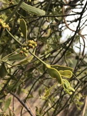 Phoradendron velutinum