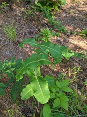 Asclepias amplexicaulis