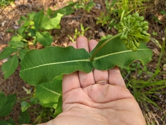 Asclepias amplexicaulis